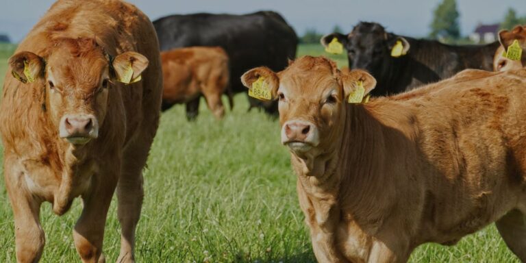 A Beginner’s Guide to Buying a Quarter, Half, or Whole Cow